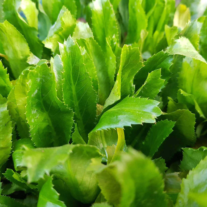 Culantro Seeds