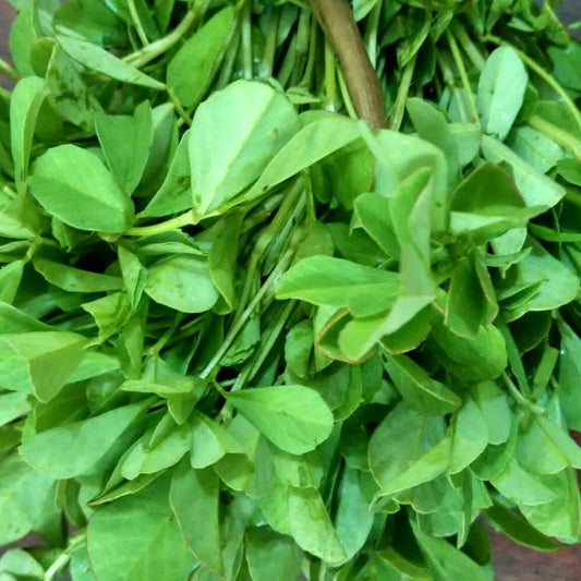 Culinary Fenugreek Seeds