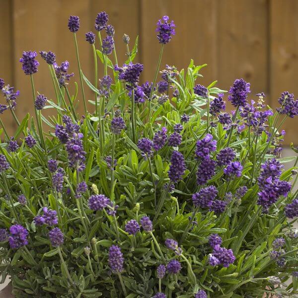 Culinary Lavender Seeds - Herbal Plant