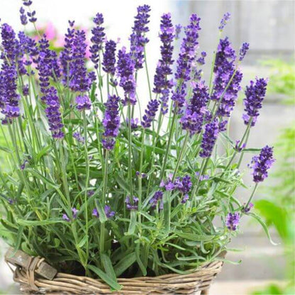 Culinary Lavender Seeds - Herbal Plant