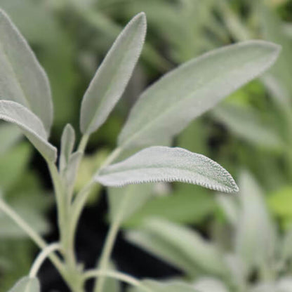 Culinary sage seeds - Vegetable Plant