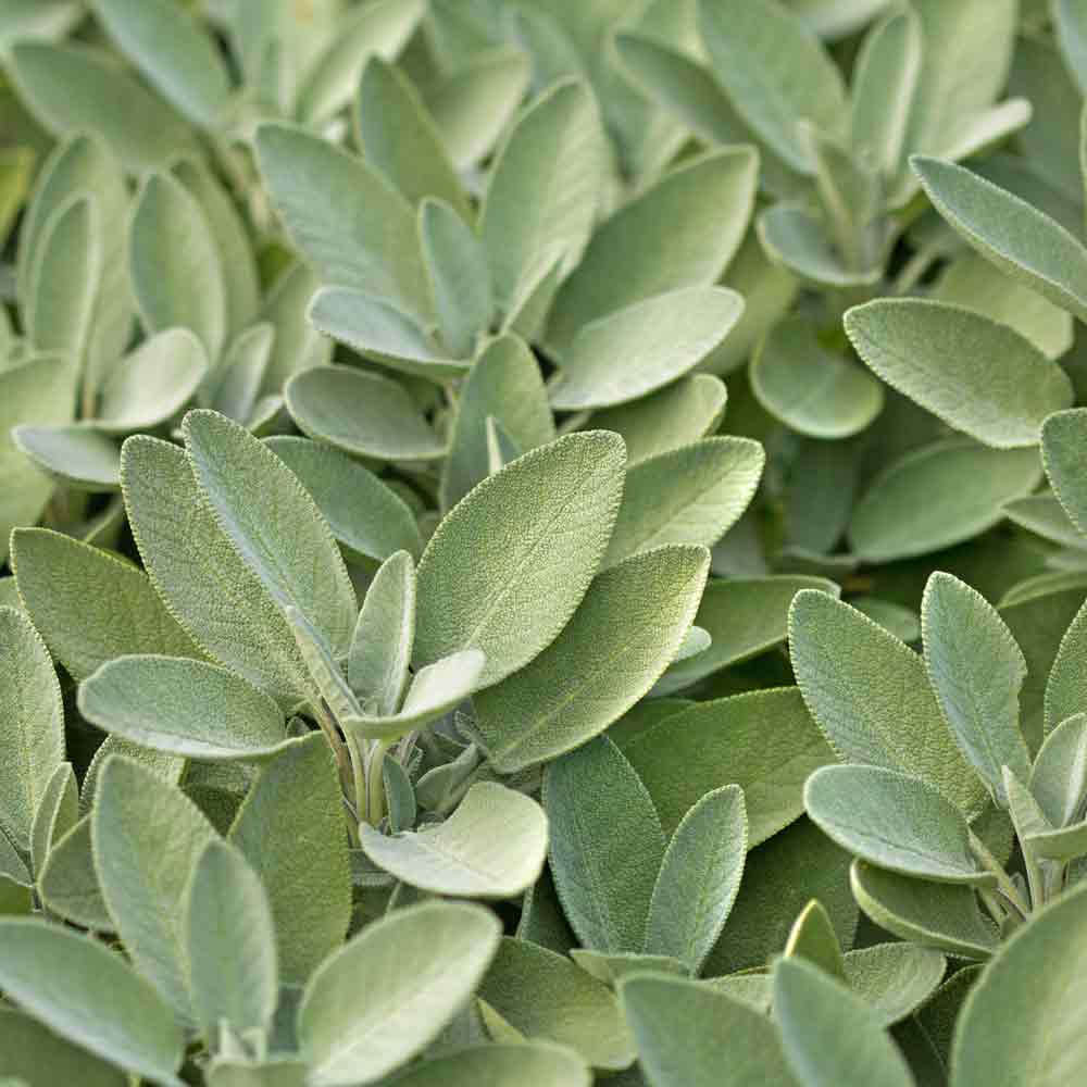 Culinary sage seeds - Vegetable Plant