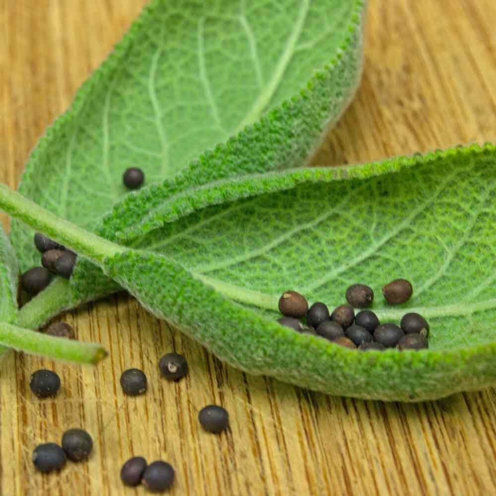 Culinary sage seeds - Vegetable Plant