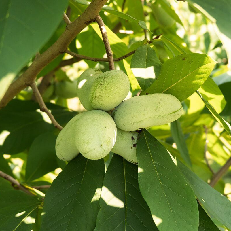 Cultivated Improved Pawpaw Seeds