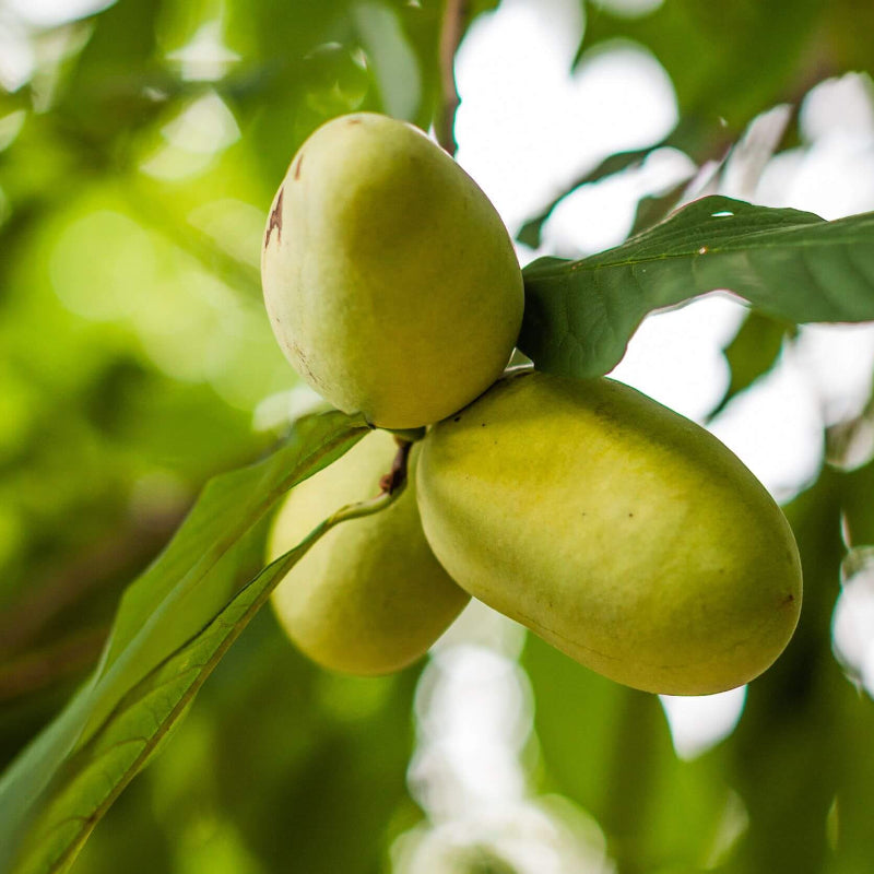 Cultivated Improved Pawpaw Seeds