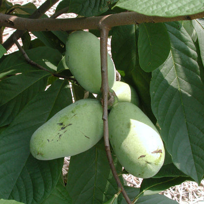 Cultivated Improved Pawpaw Seeds