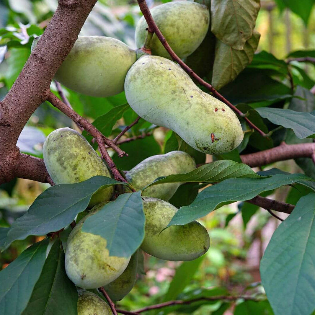 Cultivated Improved Pawpaw Seeds