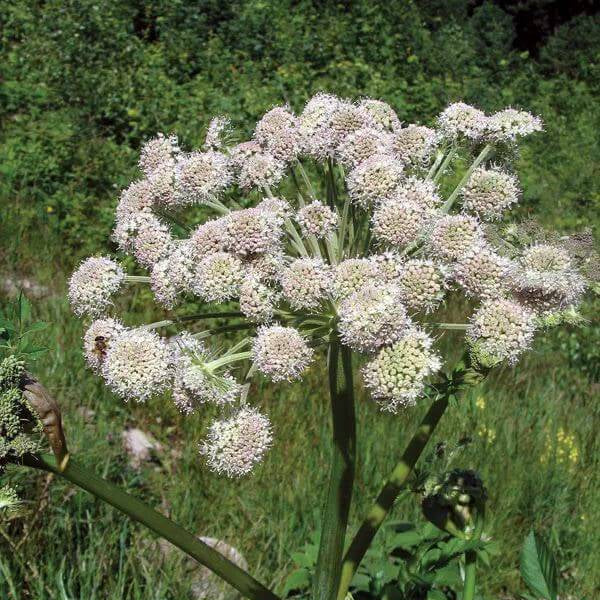 Cumin Seeds For Planting - Heirloom Herbal Plant for Home Gardens