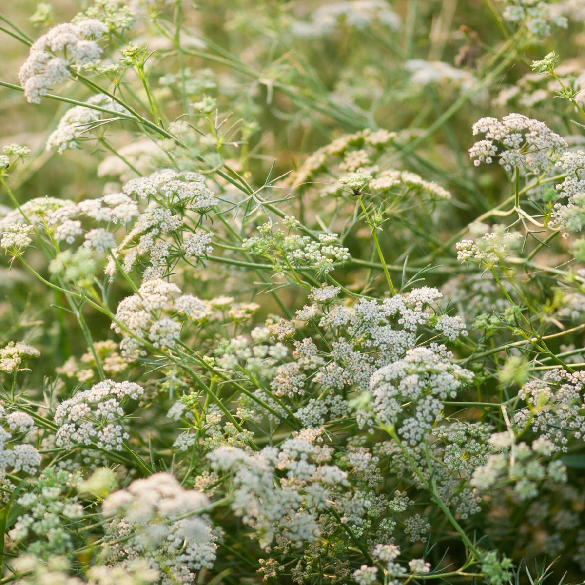 Cumin Seeds For Planting - Heirloom Herbal Plant for Home Gardens