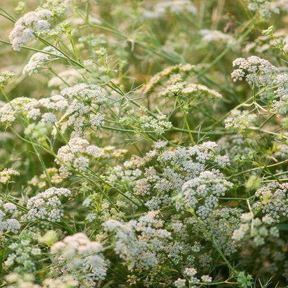 Cumin Seeds For Planting - Heirloom Herbal Plant for Home Gardens