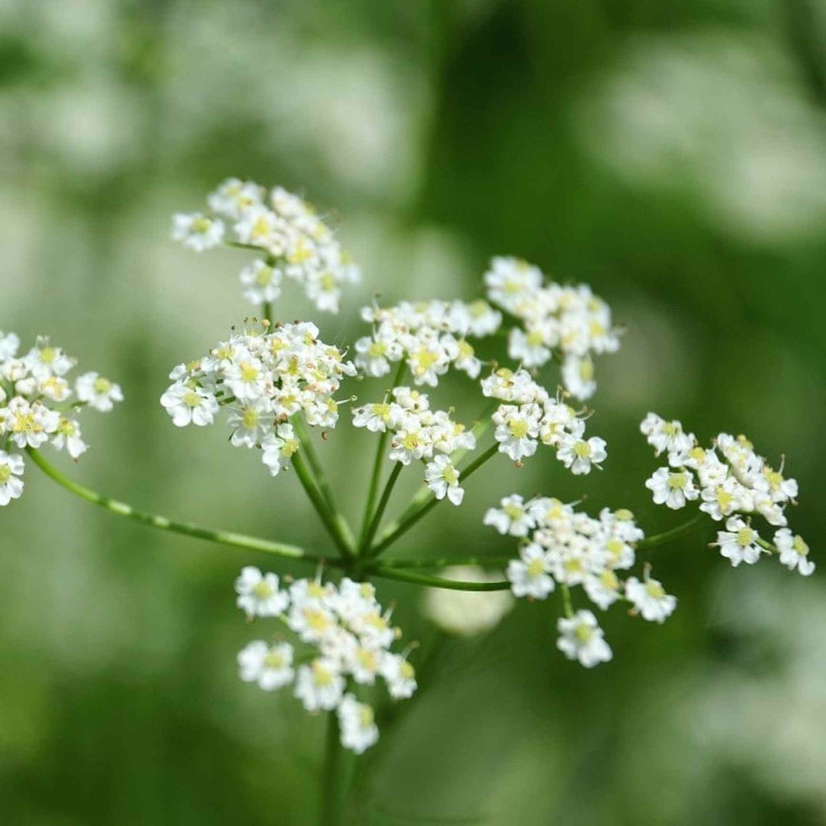 Cumin Seeds For Planting - Heirloom Herbal Plant for Home Gardens