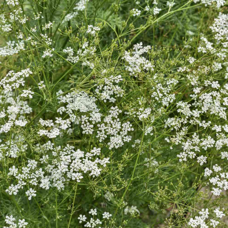 Cumin Seeds For Planting - Heirloom Herbal Plant for Home Gardens