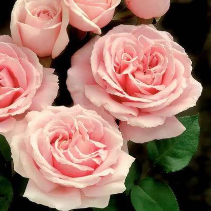 Cupcake Miniature Rose Seeds - Heirloom Flower Plant for Home Gardens