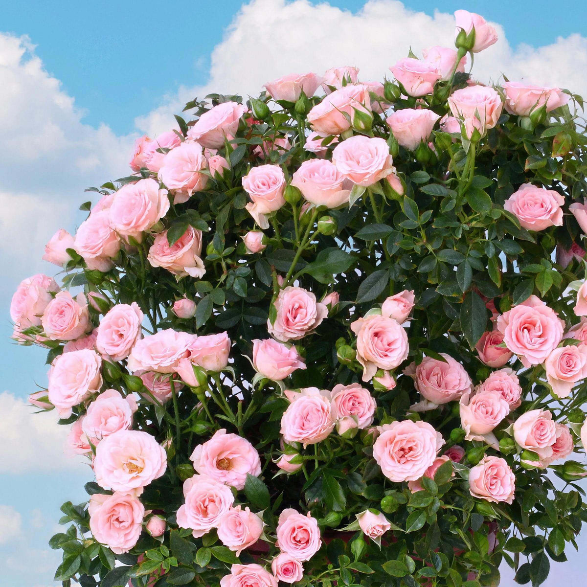 Cupcake Miniature Rose Seeds - Heirloom Flower Plant for Home Gardens