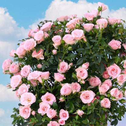 Cupcake Miniature Rose Seeds - Heirloom Flower Plant for Home Gardens