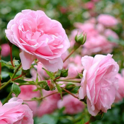 Cupcake Miniature Rose Seeds - Heirloom Flower Plant for Home Gardens