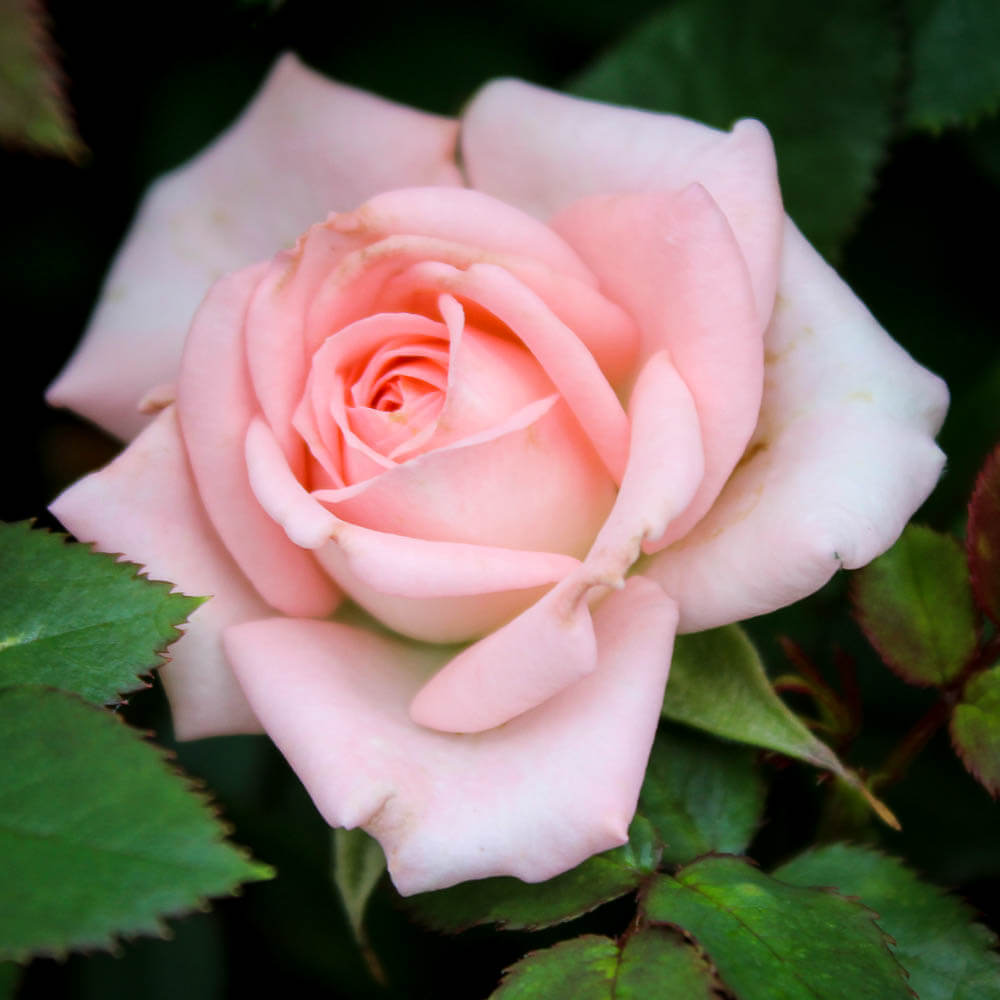 Cupcake Miniature Rose Seeds - Heirloom Flower Plant for Home Gardens