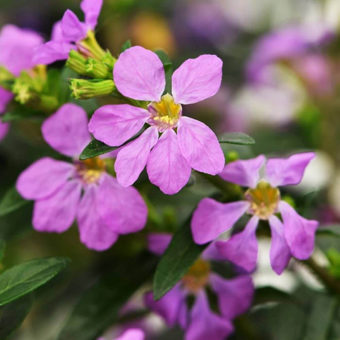 Cuphea Seeds - Flower Plant for Home Gardens