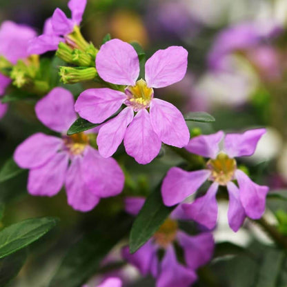 Cuphea Seeds - Flower Plant for Home Gardens