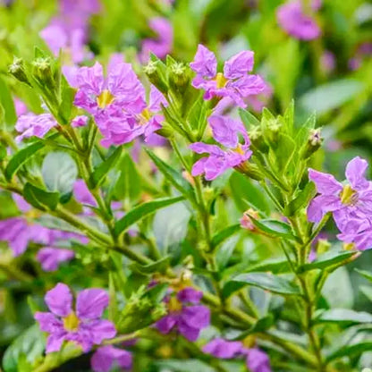 Cuphea Seeds - Flower Plant for Home Gardens