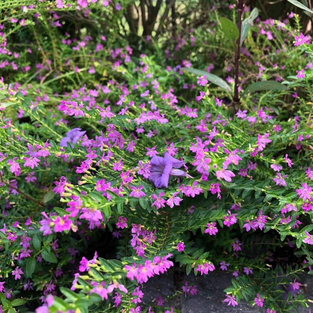 Cuphea Seeds - Flower Plant for Home Gardens