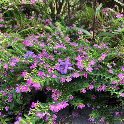 Cuphea Seeds - Flower Plant for Home Gardens