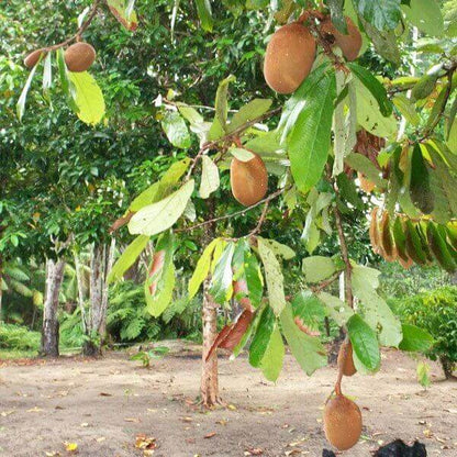 Cupuacu Theobroma Seeds 