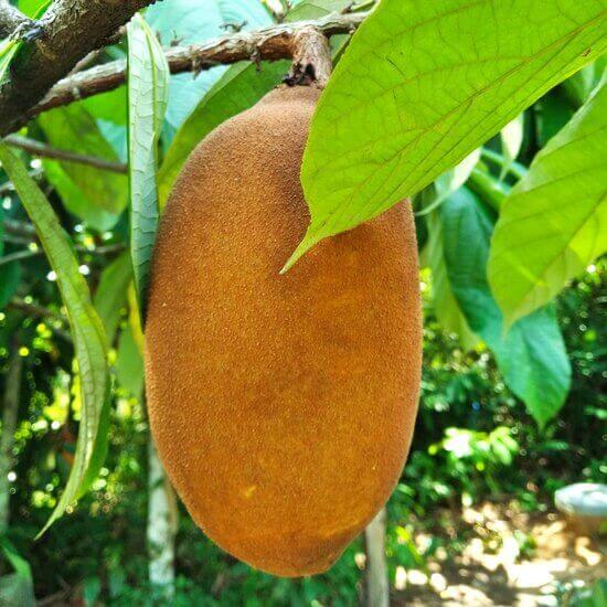 Cupuacu Theobroma Seeds 