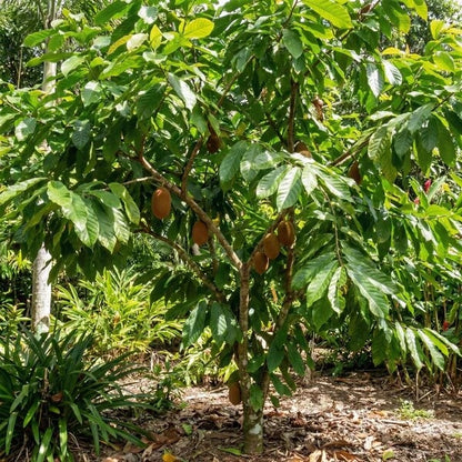 Cupuacu Theobroma Seeds 