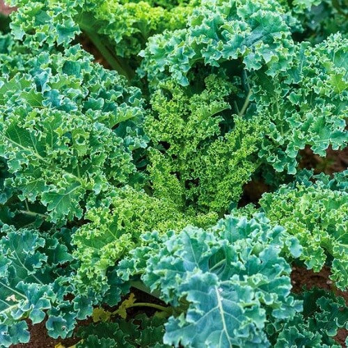Curled Kale Seeds 