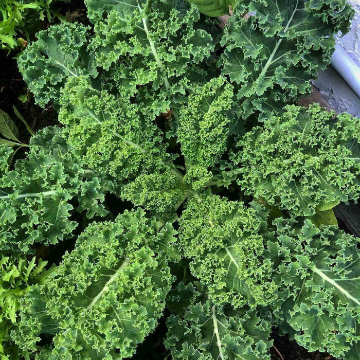 Curled Kale Seeds 