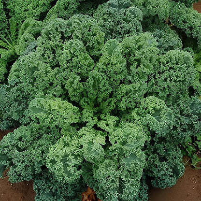 Curled Kale Seeds 