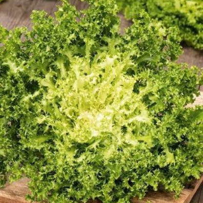 Curly Endive Seeds