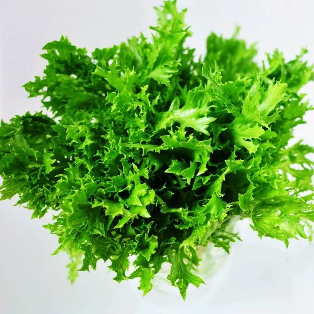 Curly Endive Seeds
