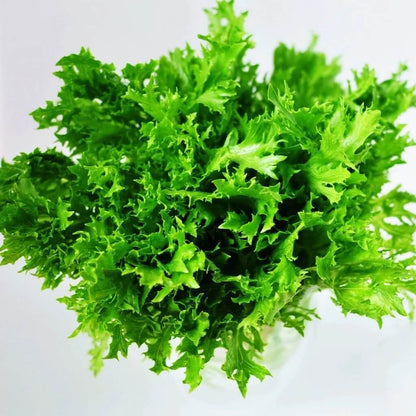 Curly Endive Seeds