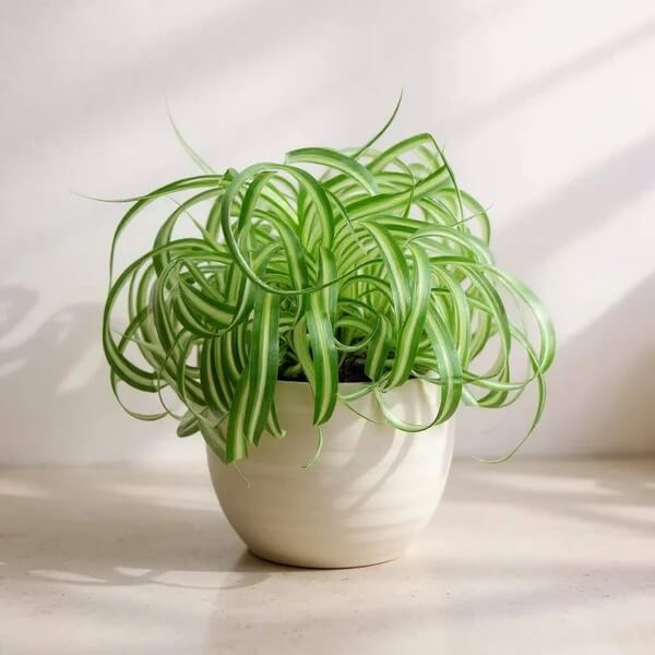 Curly Spider Plant seeds - Flower Plant