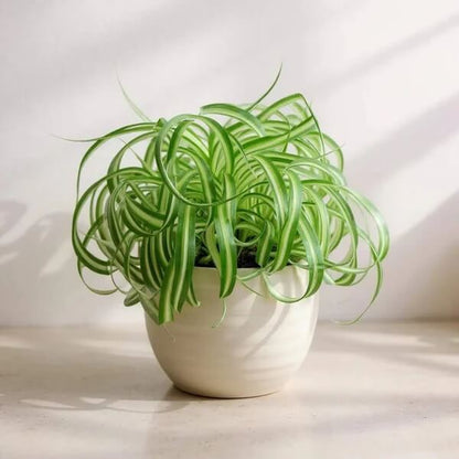 Curly Spider Plant seeds - Flower Plant