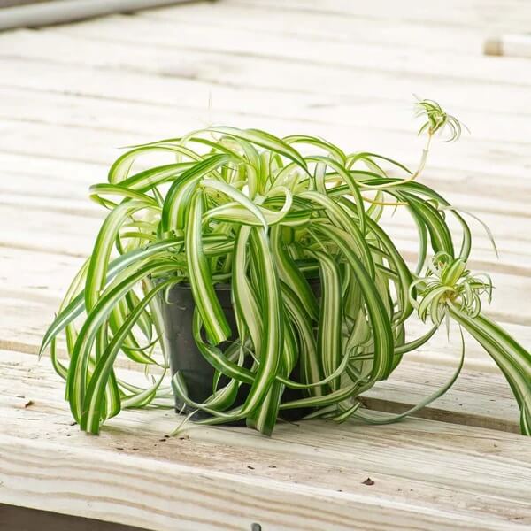 Curly Spider Plant seeds - Flower Plant
