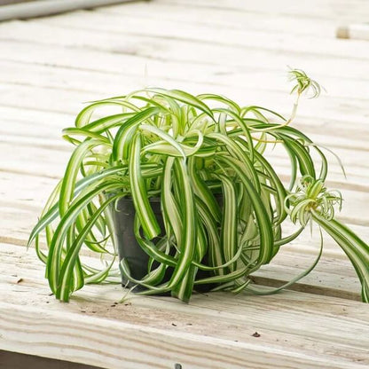 Curly Spider Plant seeds - Flower Plant