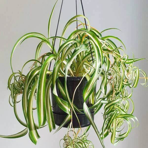 Curly Spider Plant seeds - Flower Plant