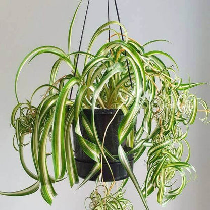 Curly Spider Plant seeds - Flower Plant