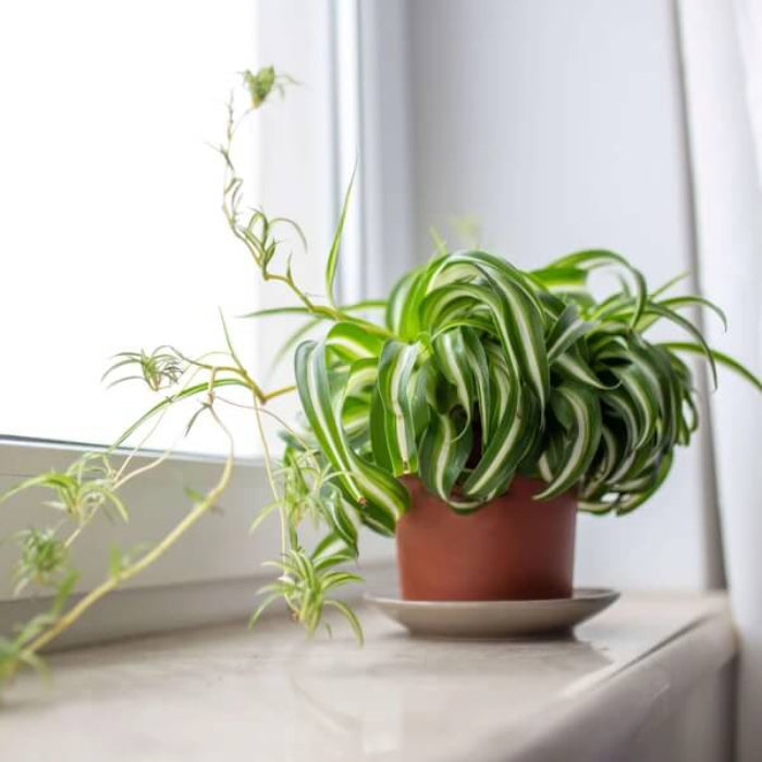 Curly Spider Plant seeds - Flower Plant