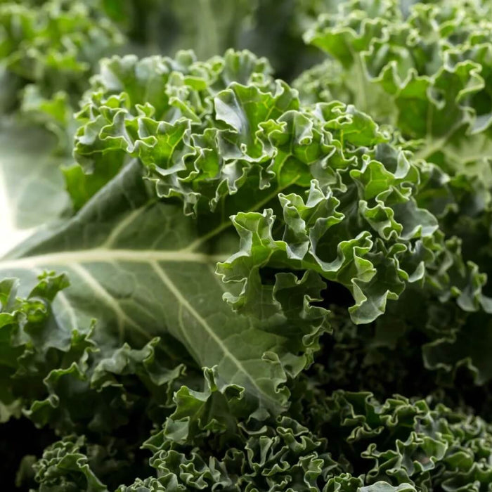 Curly kale seeds - Vegetable Plant