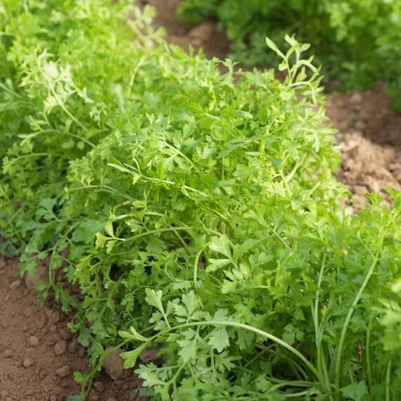 Curly parsley seeds - Vegetable Plant