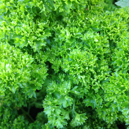 Curly parsley seeds - Vegetable Plant