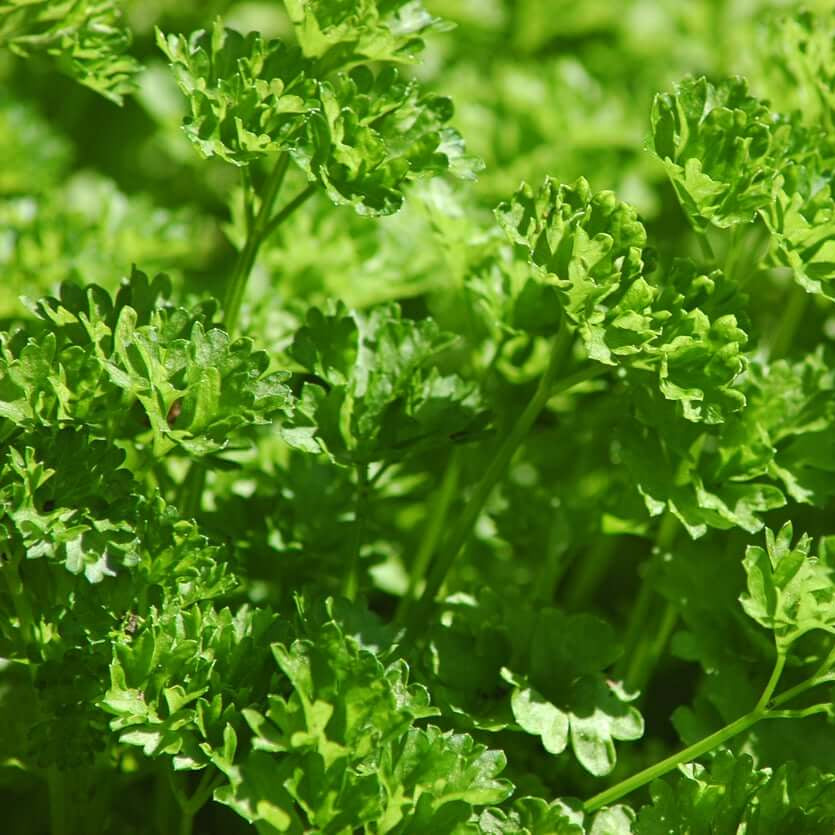 Curly parsley seeds - Vegetable Plant