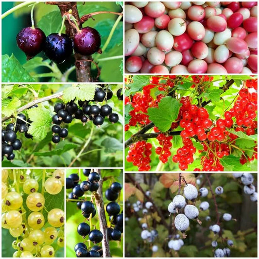 Currant Seeds