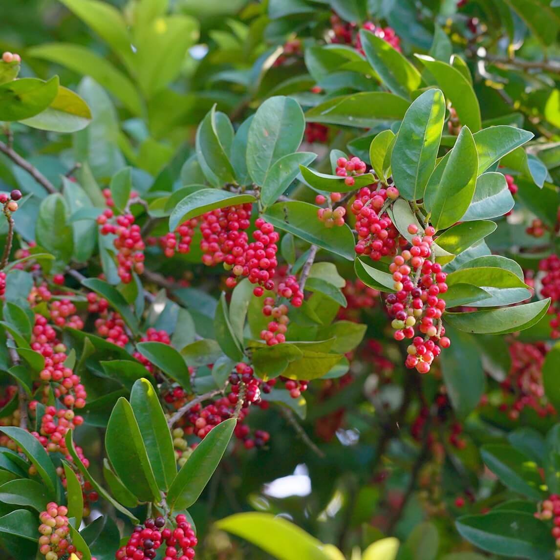 Currant Seeds