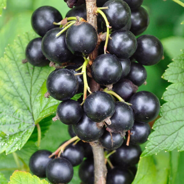 Currant Seeds - Fruit Plant for Home Gardens