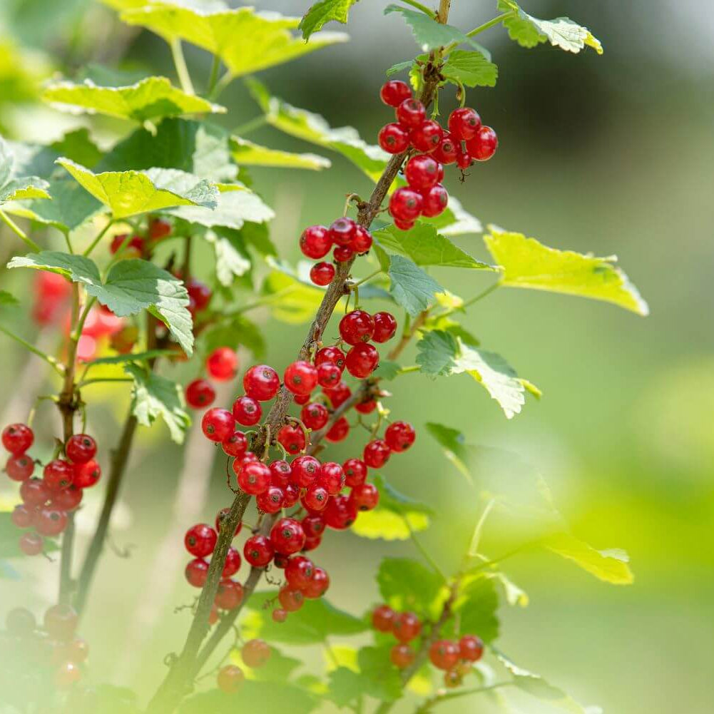 Currant Seeds